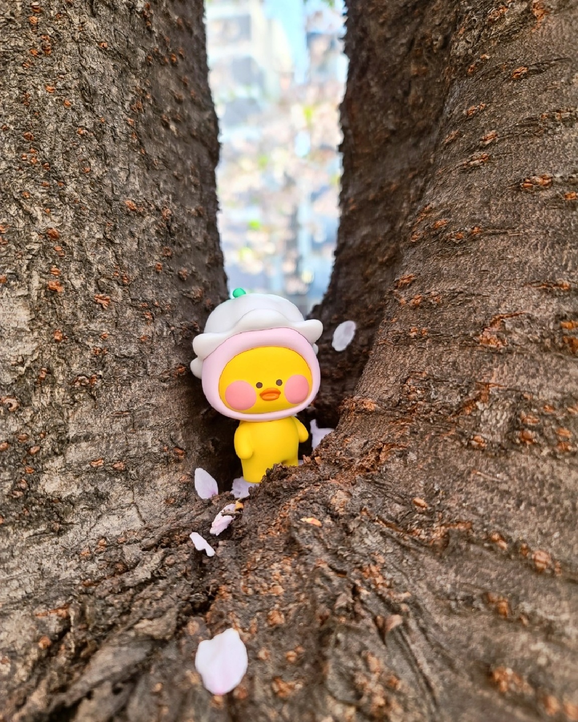 빵빵덕🌸