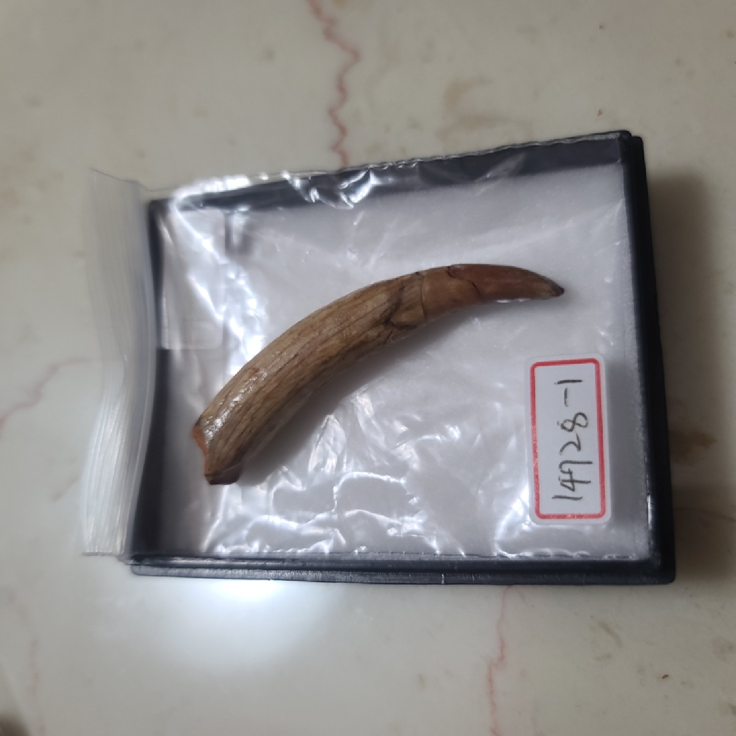 엘로데스머스 이빨 화석~
