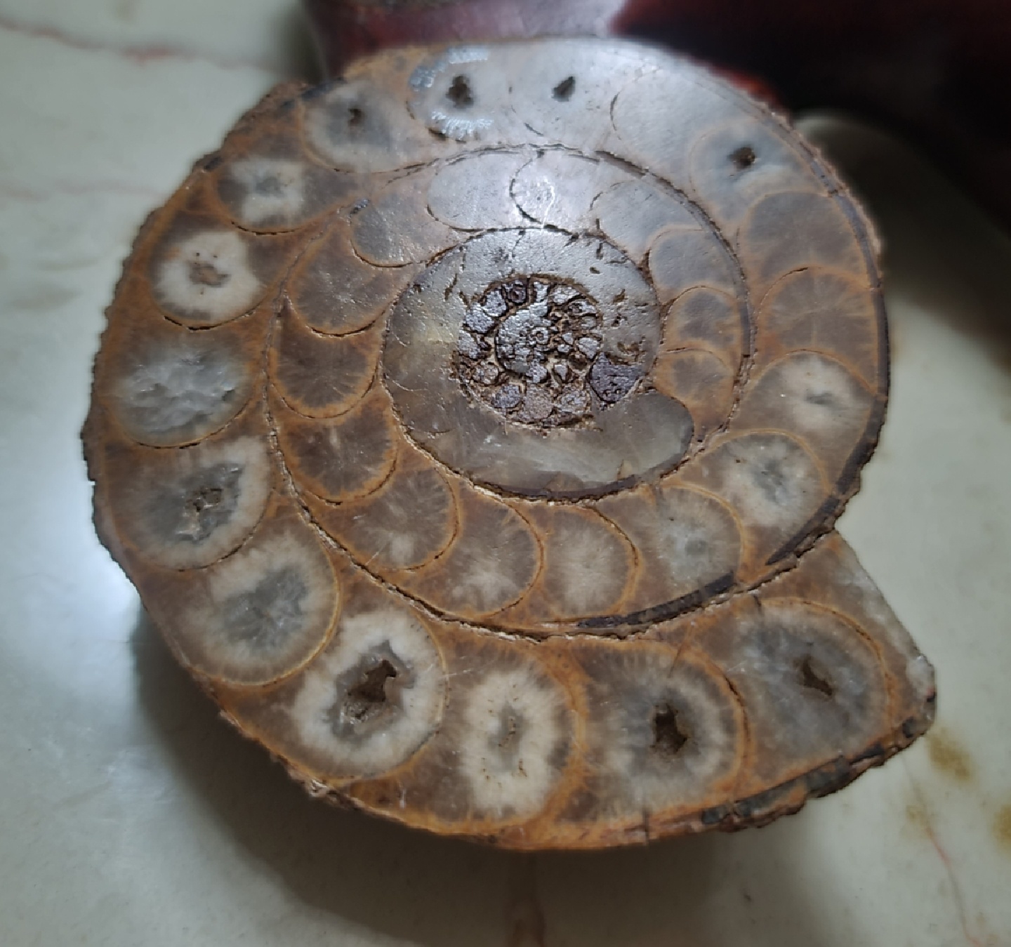 마다카스카르 암모니이트