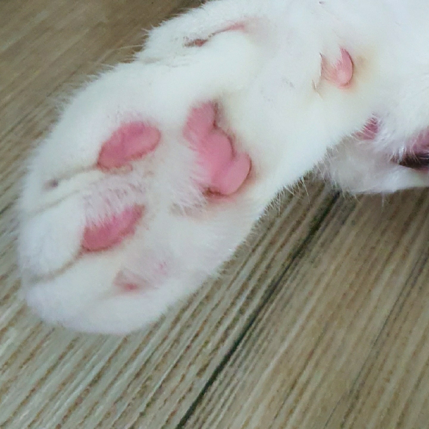 우리집 앩옹이 발바닥