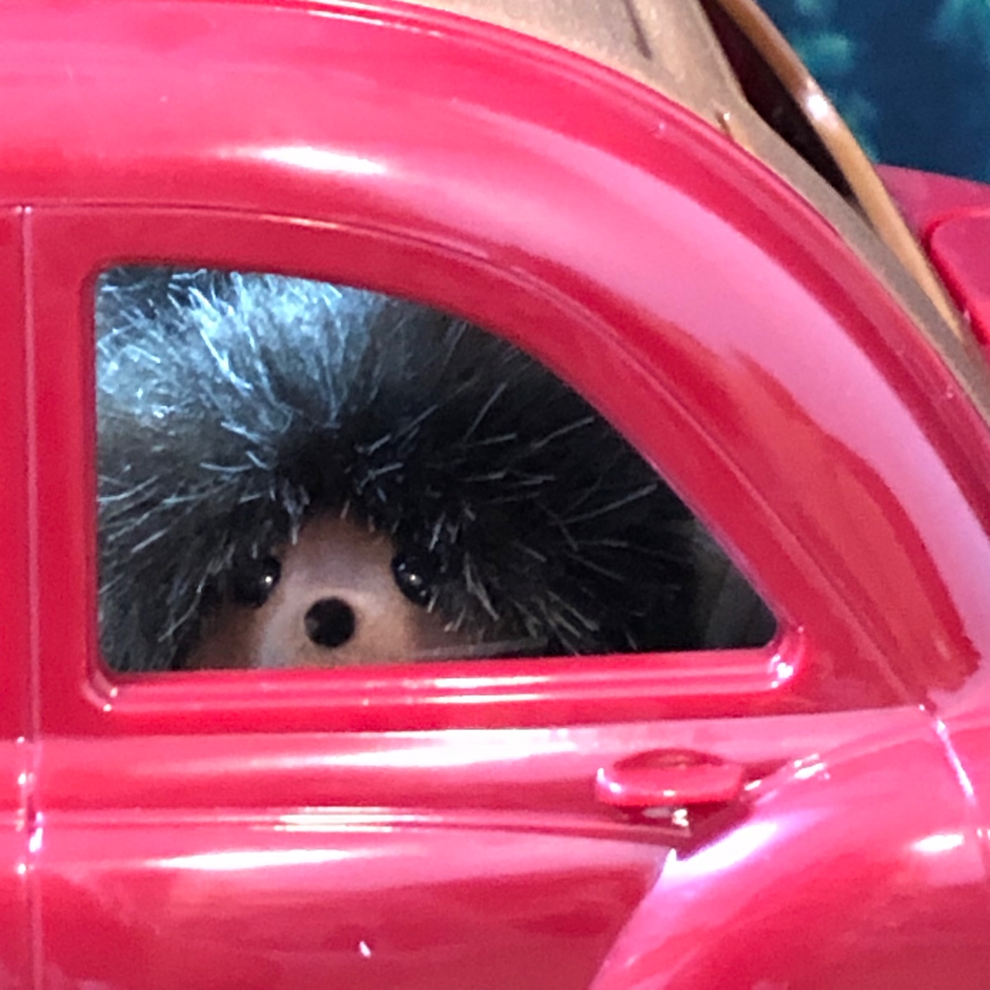 새 차 뽑은 고슴도치 가족🚘