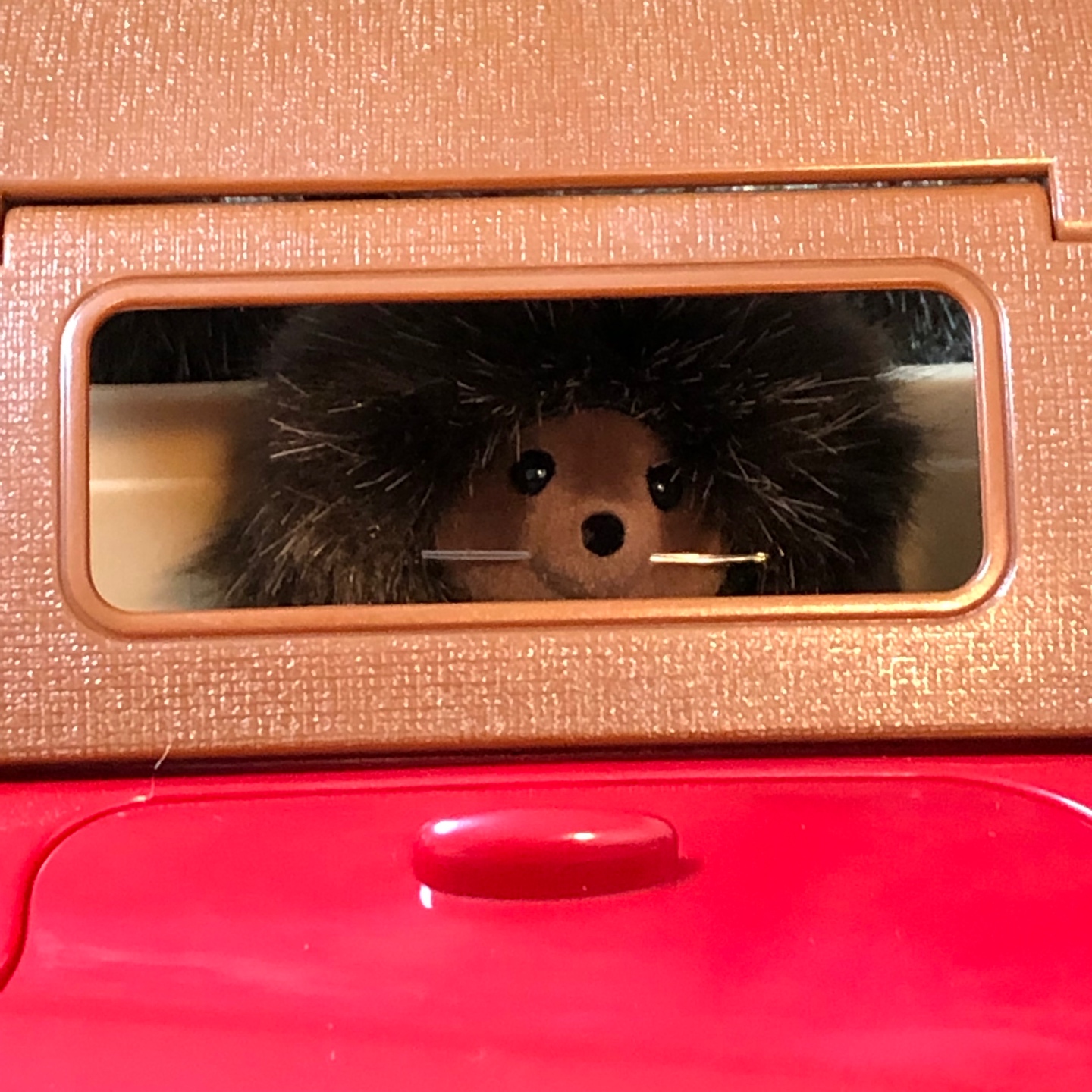 새 차 뽑은 고슴도치 가족🚘