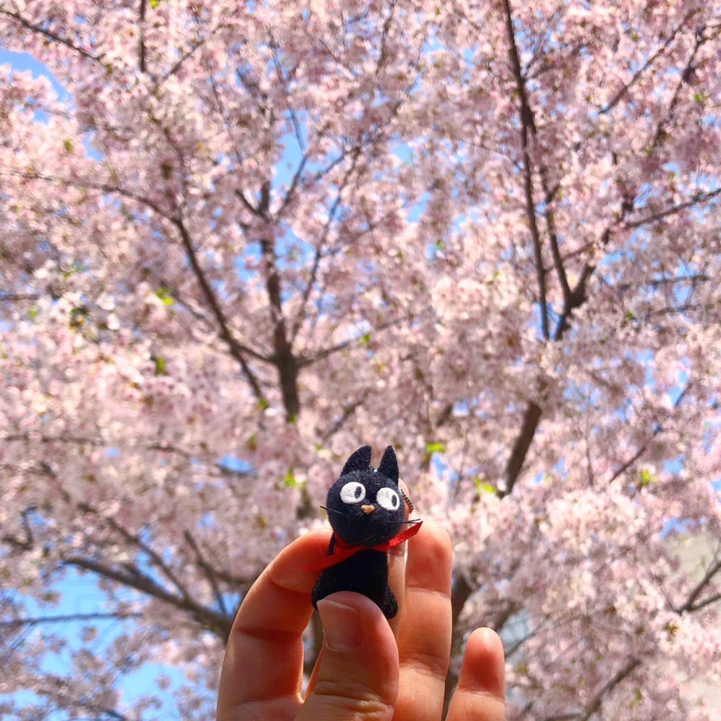 지지도 날 수 있다!🧙🏻🐈‍⬛🌸