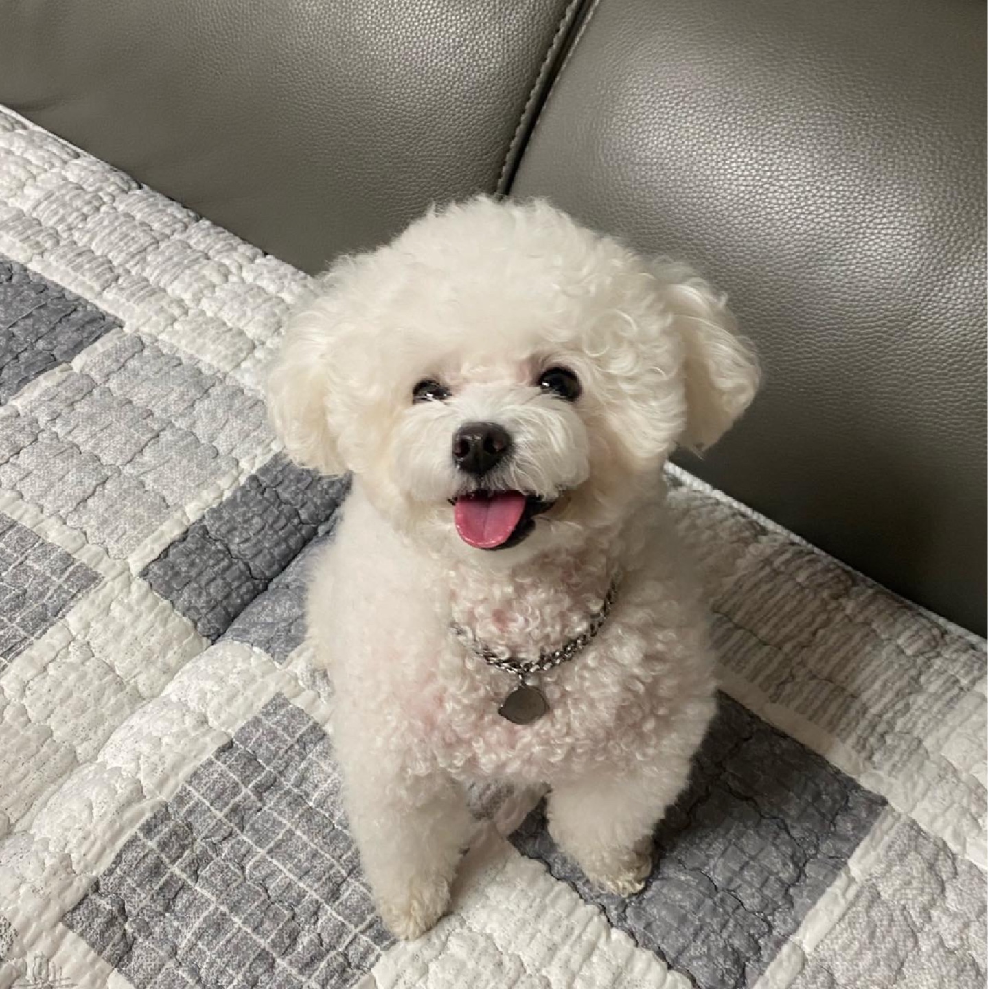 즤집 강쥐 닮은 발매트🐶