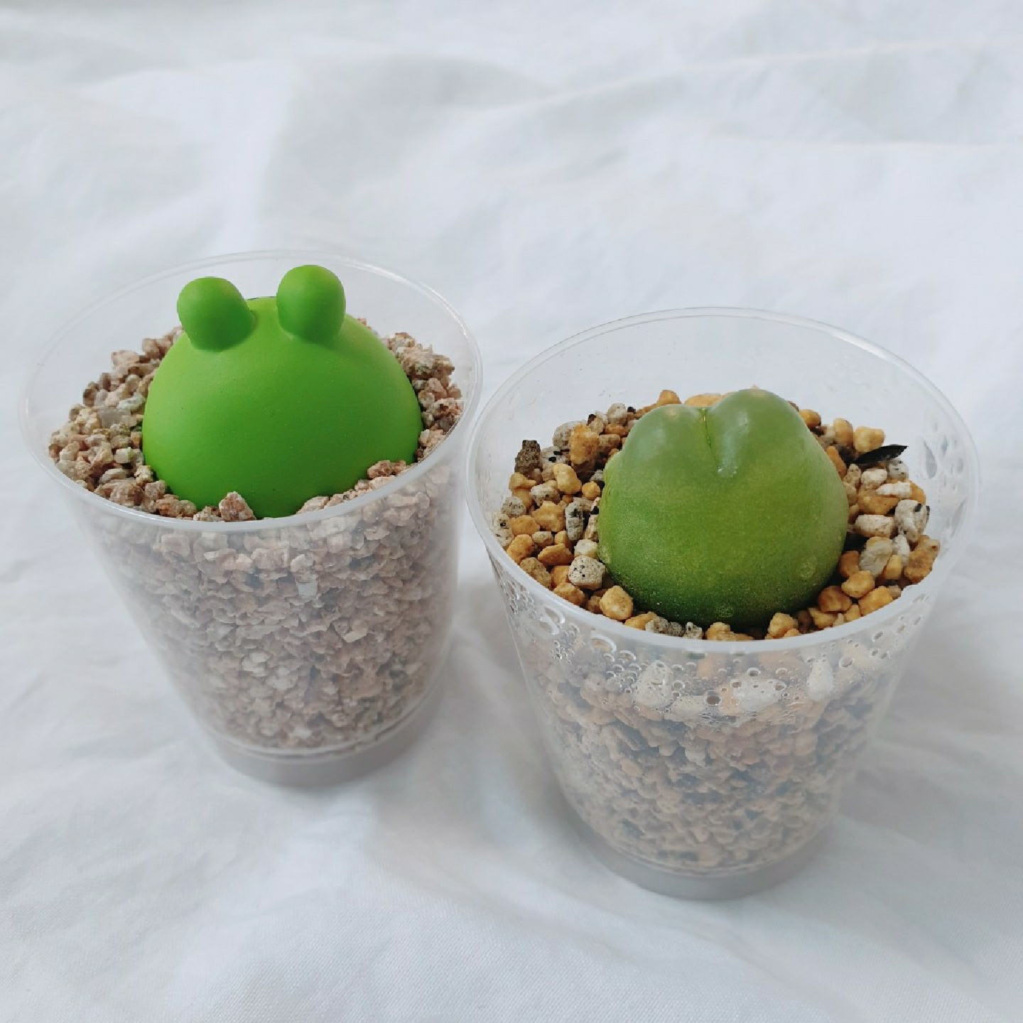 닮았잖아