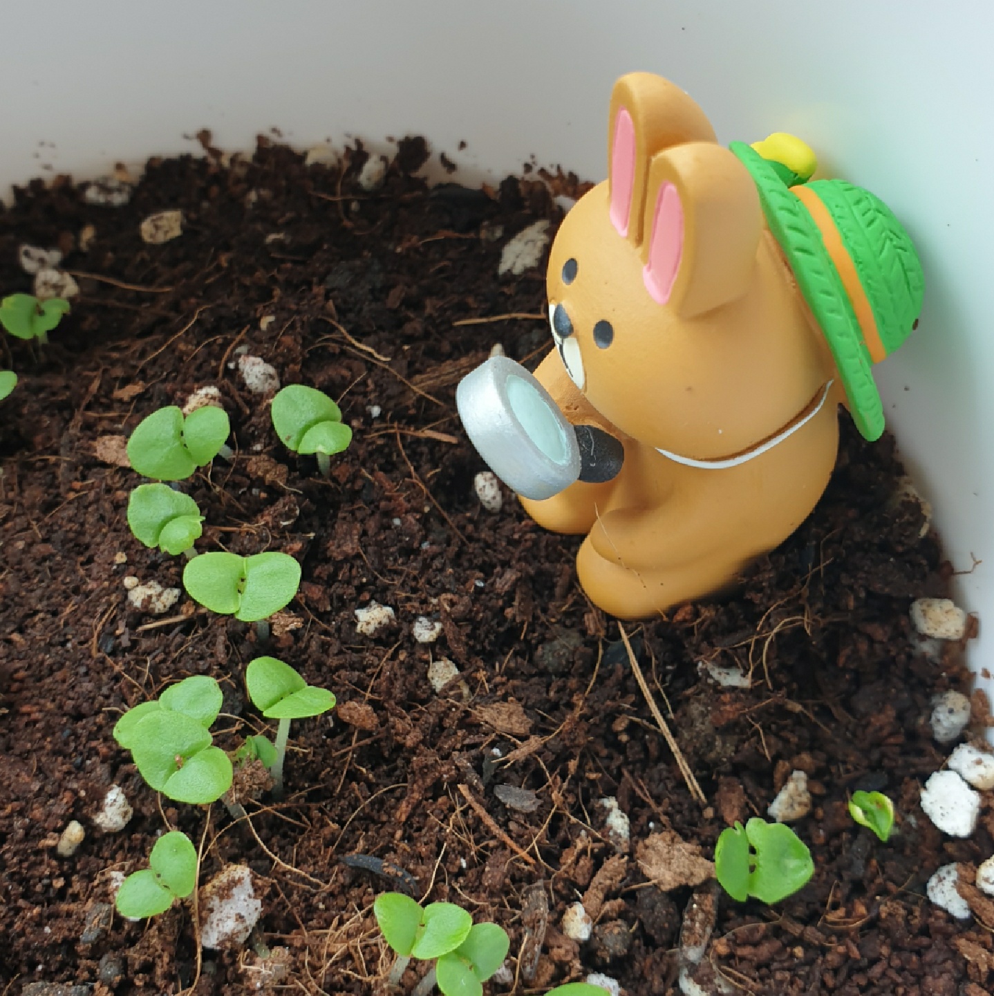바질을 관찰해요