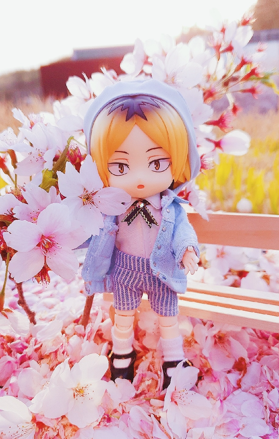 벚꽃놀이♡♡ 켄마