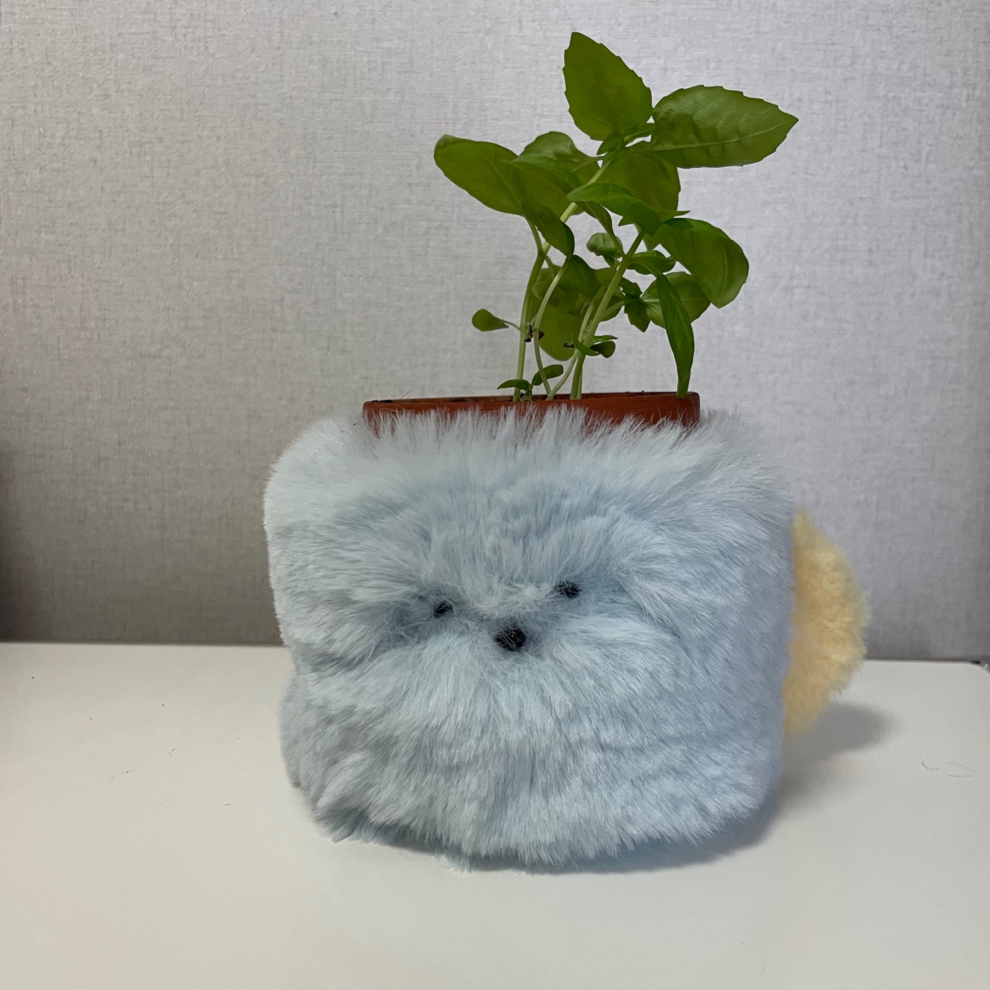 반려식물을 담을만한 복실이 컵을 만들었어요〰️