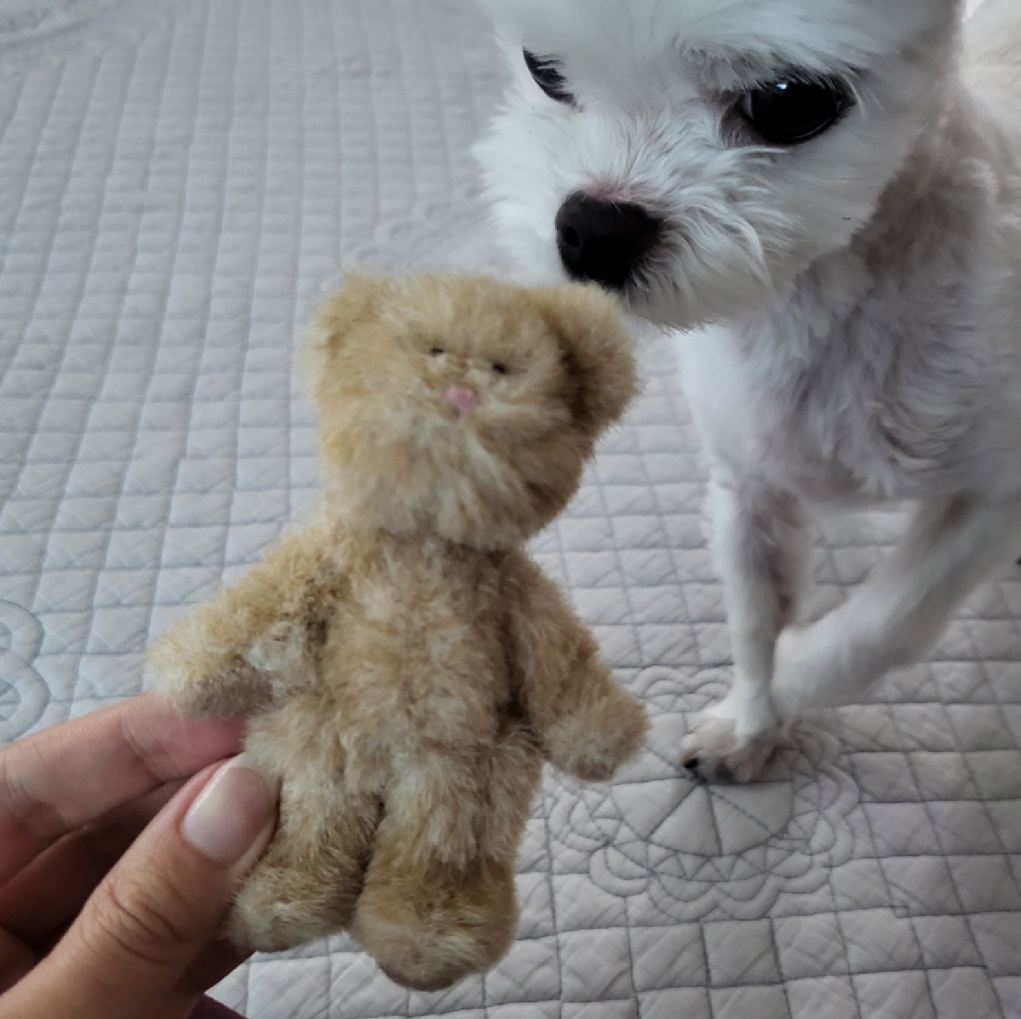 핑크코와 까만코