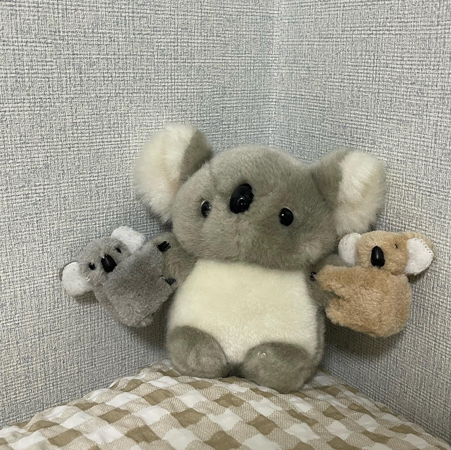 알라코 🐨