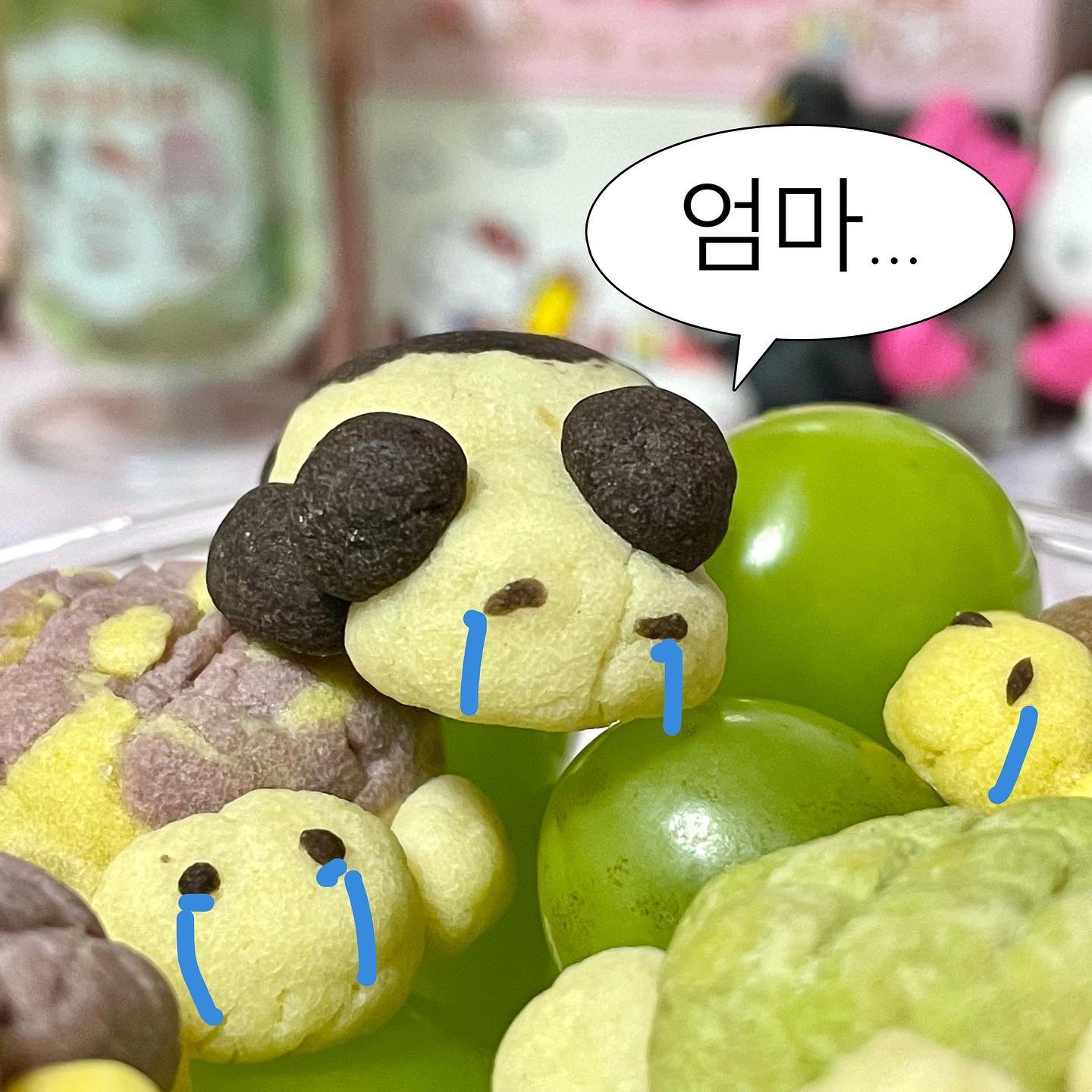 판다 쿠키 🐼