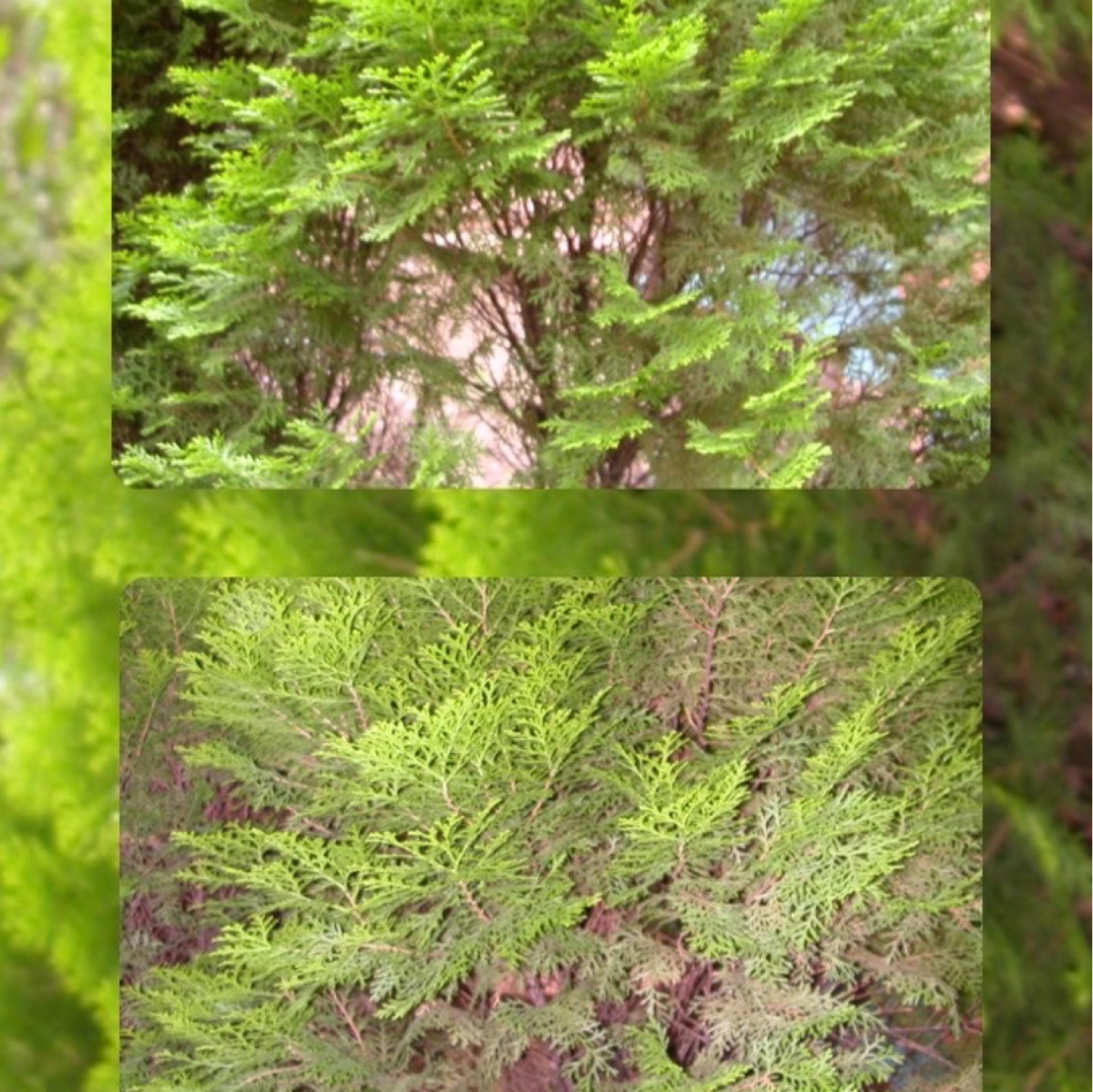 Nikon Coolpix 2500