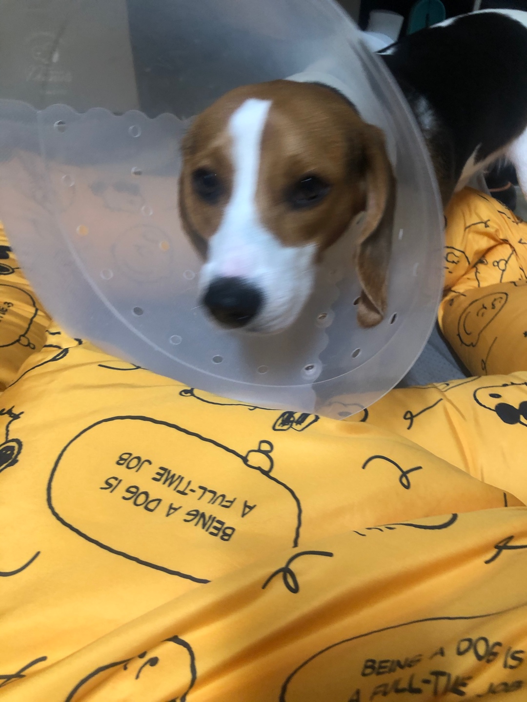 스누피 실사