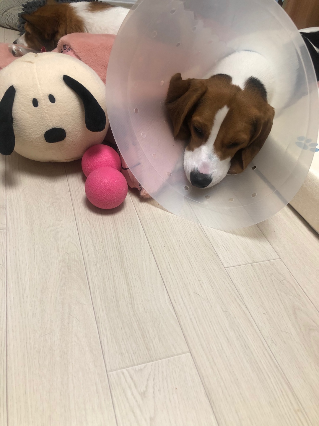 스누피를 찾아라

#전국덕질자랑