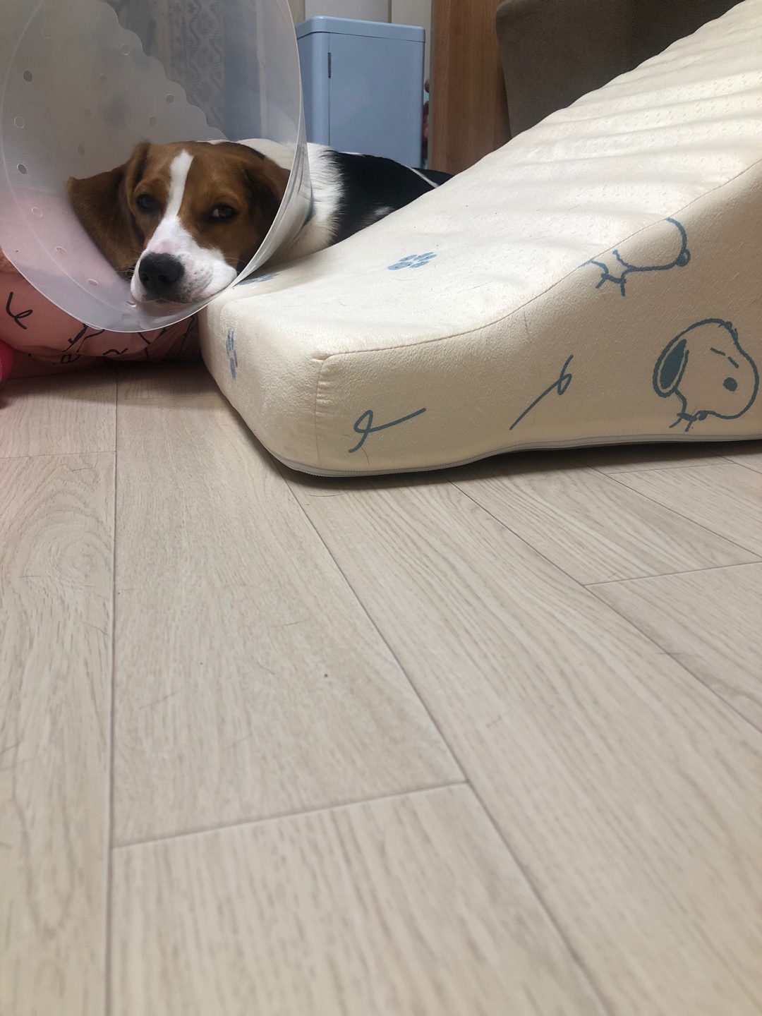 스누피
