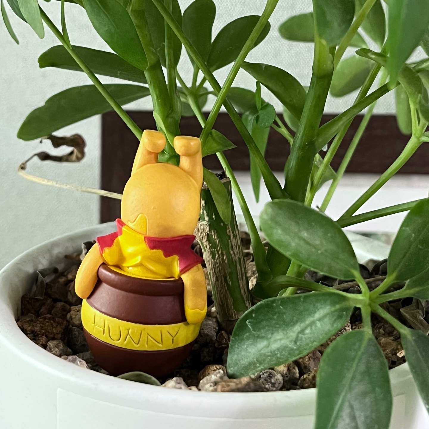 푸 가챠🍯