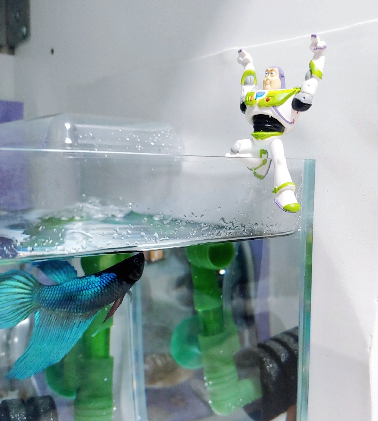 BIBI LOVES BUZZ