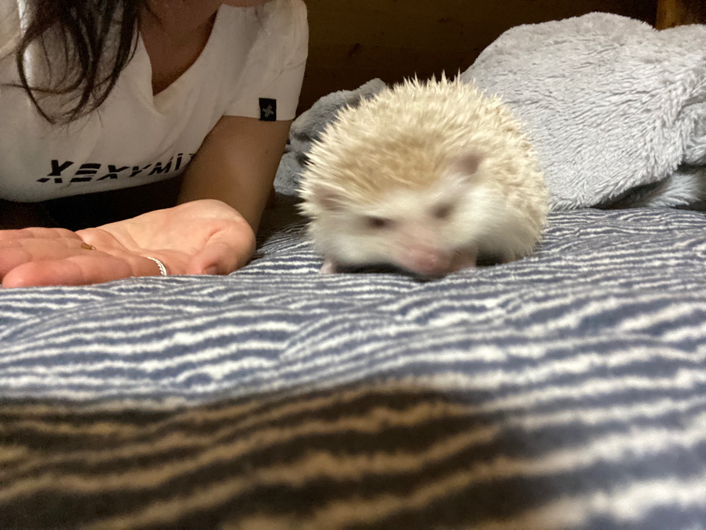 고슴도치가 휩쓸고다님