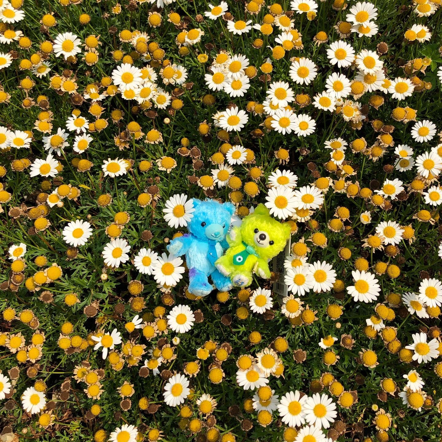 꽃밭에서