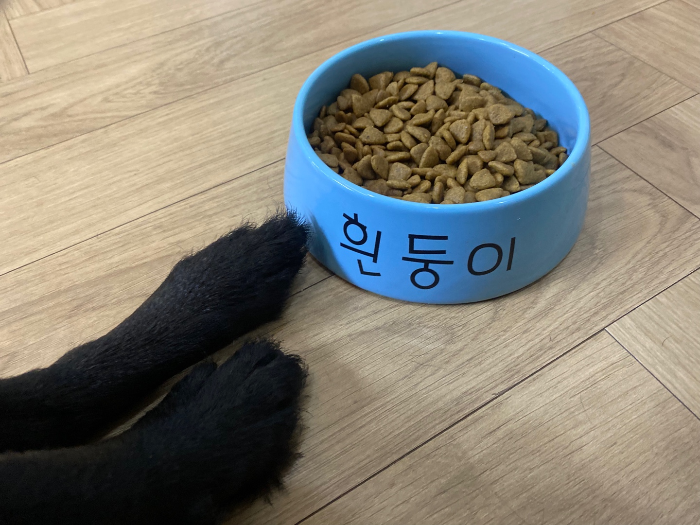 우리집 개밥그릇