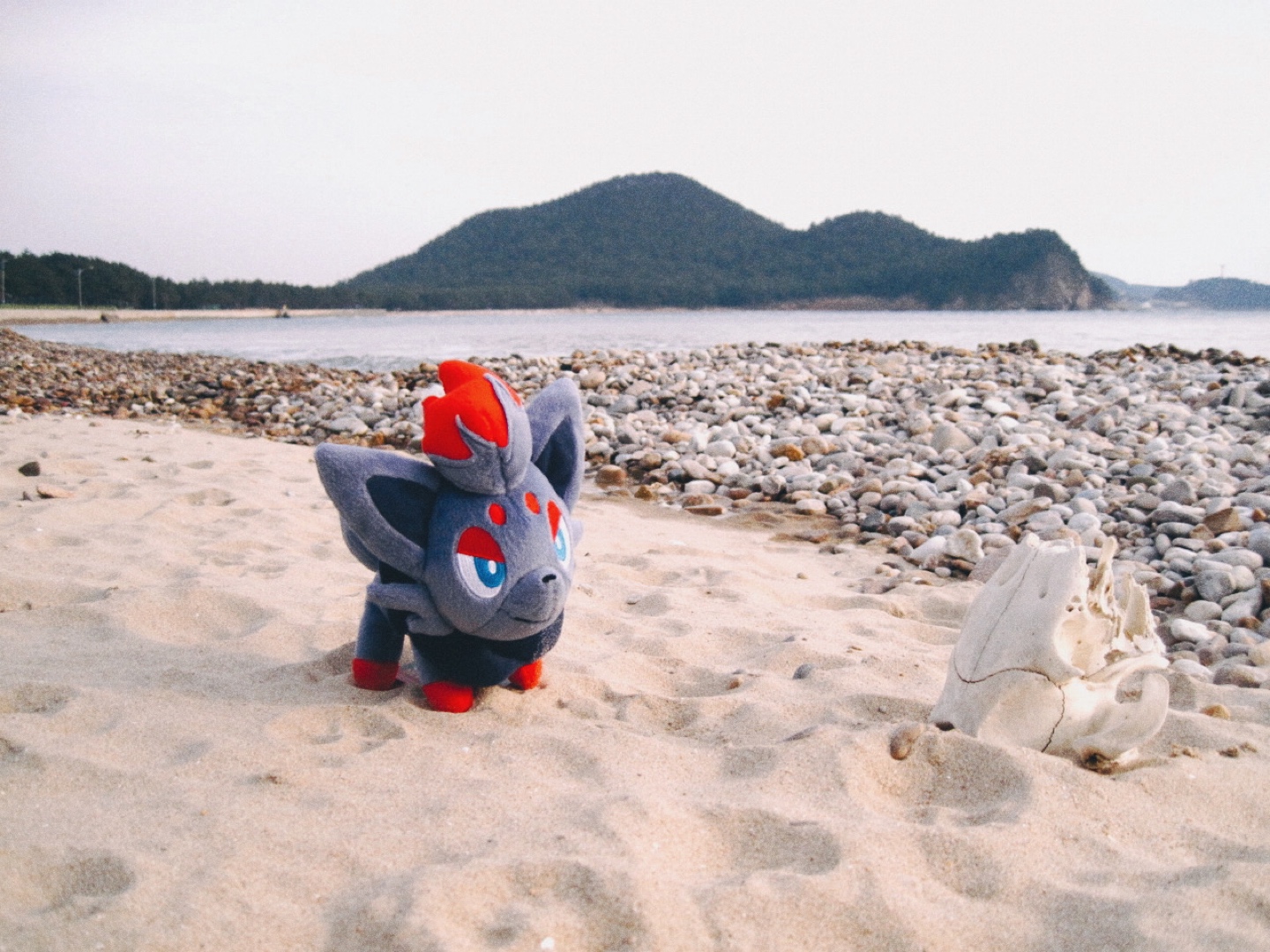 조로아