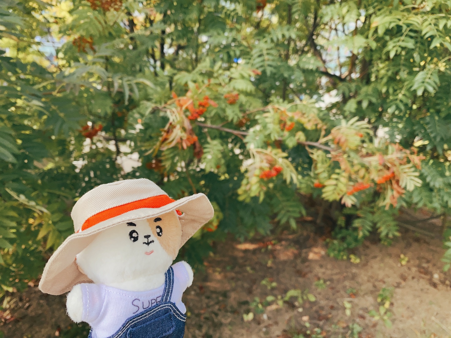 햄찌니
