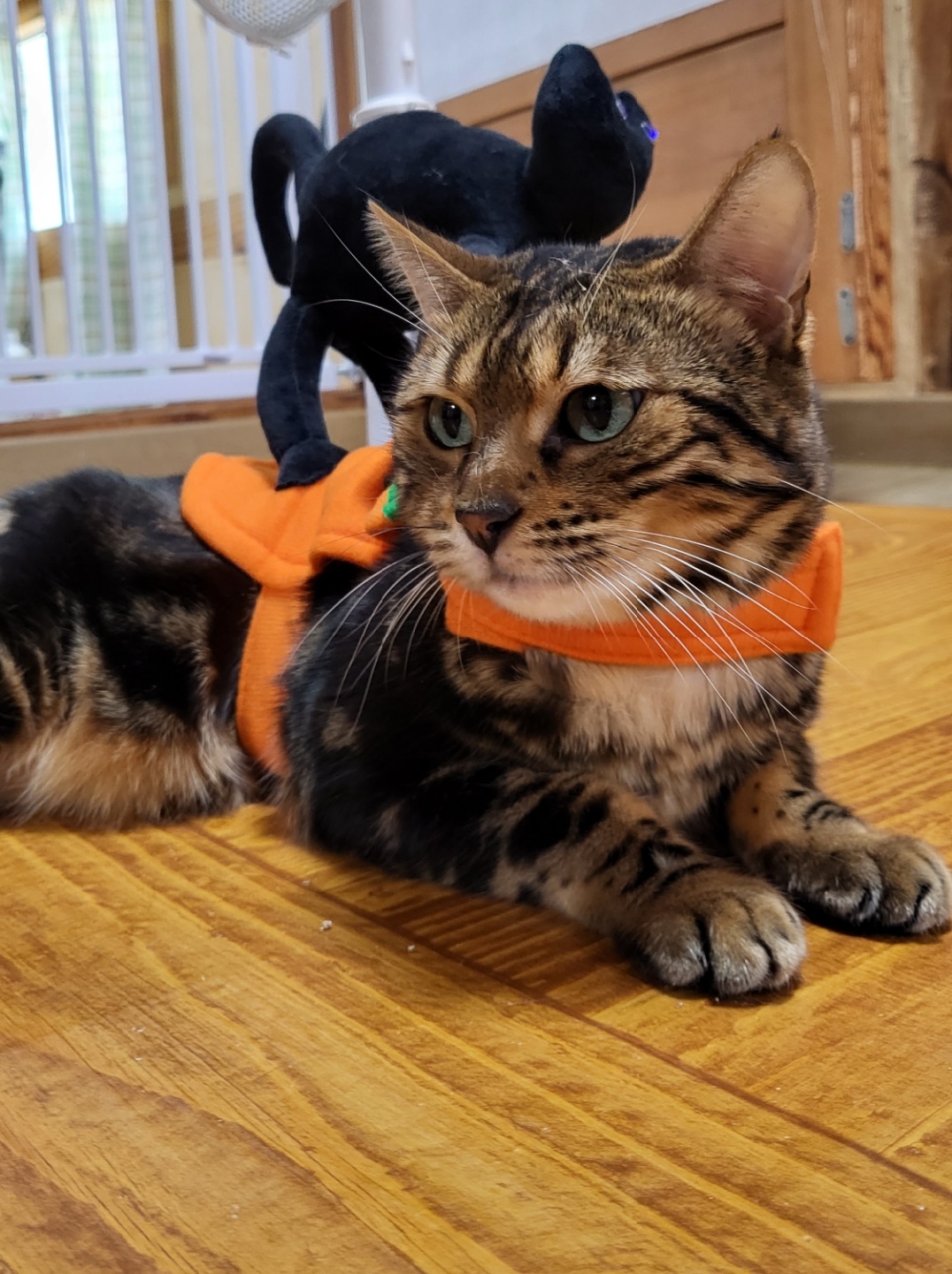 🎃🎃 츄르주면 안잡아먹지 🎃🎃