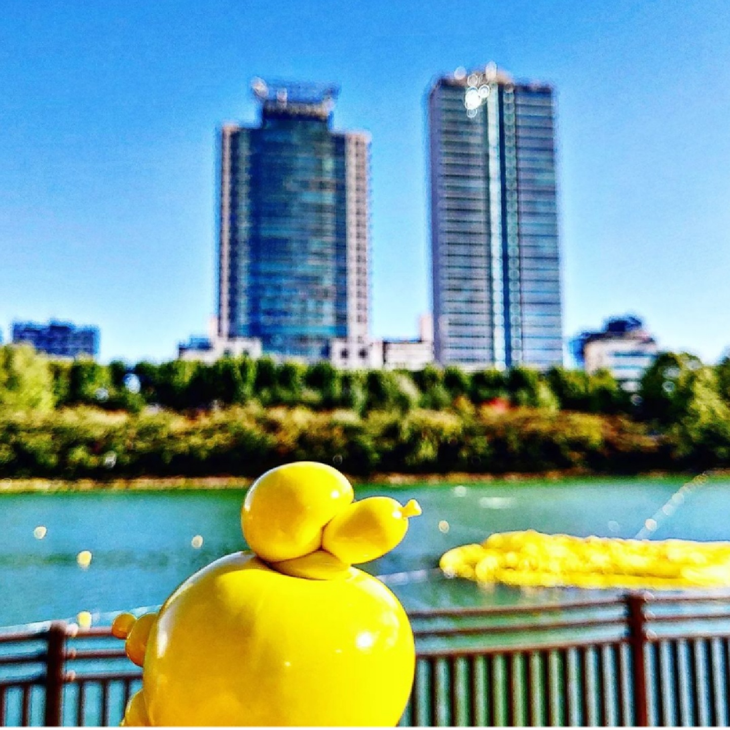 부푼 덕 대신 부푼 독