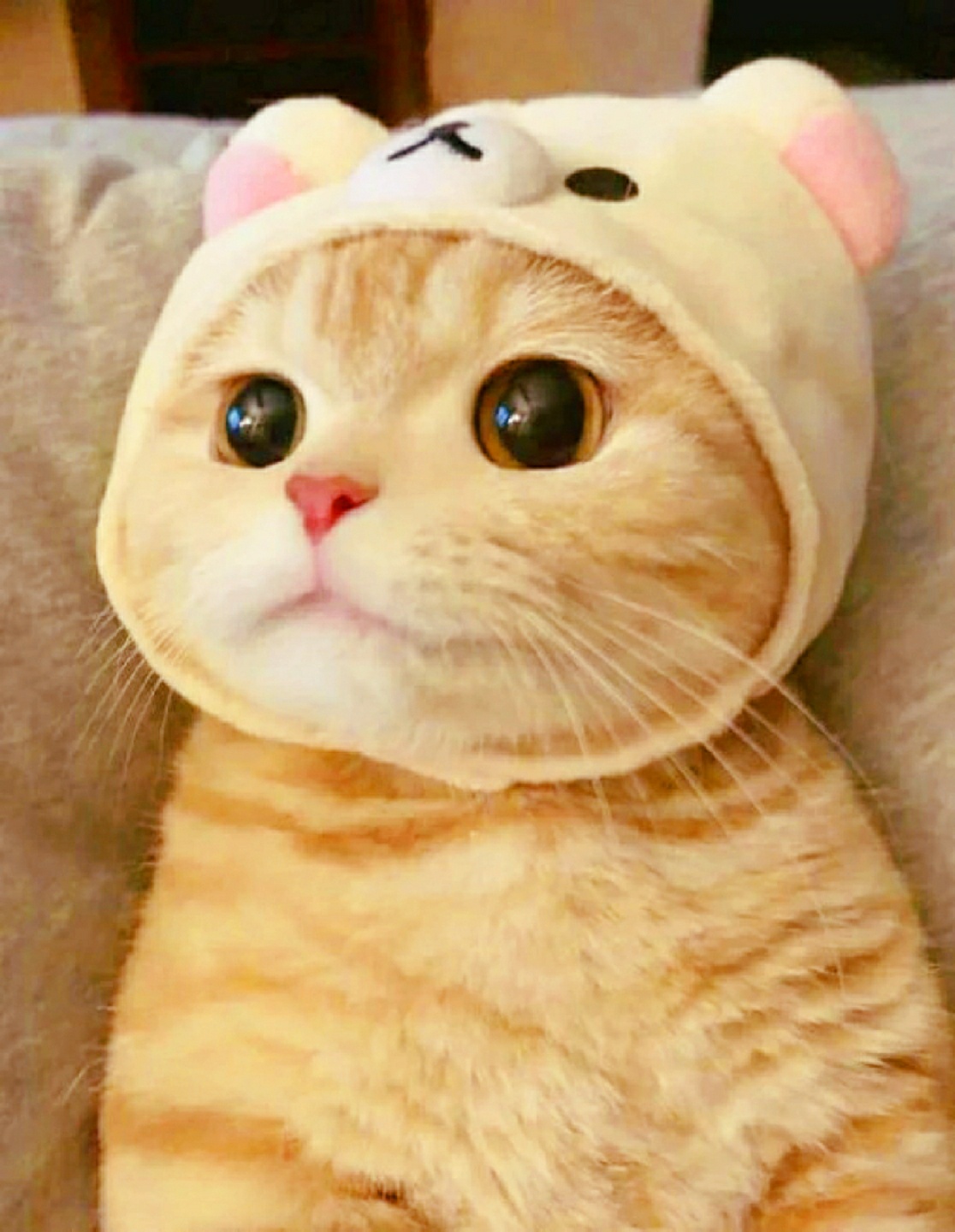 흐헝헝,,고앵이,,분위ㄱl,,,
