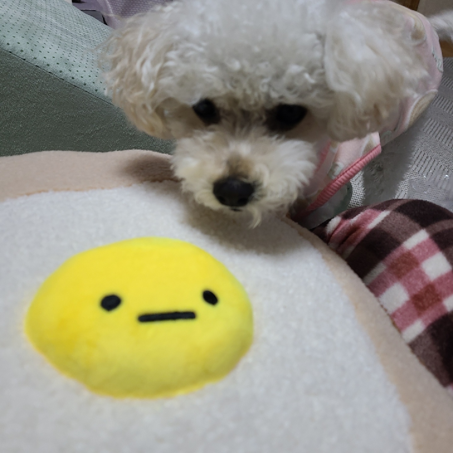 토스트 인형