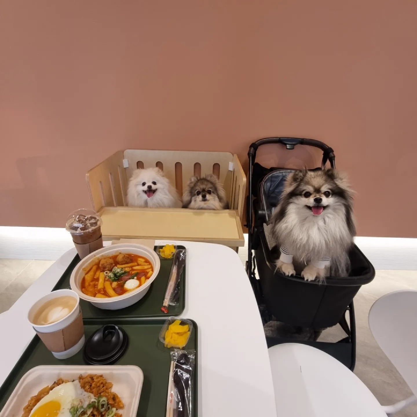 #귀여운 #강아지