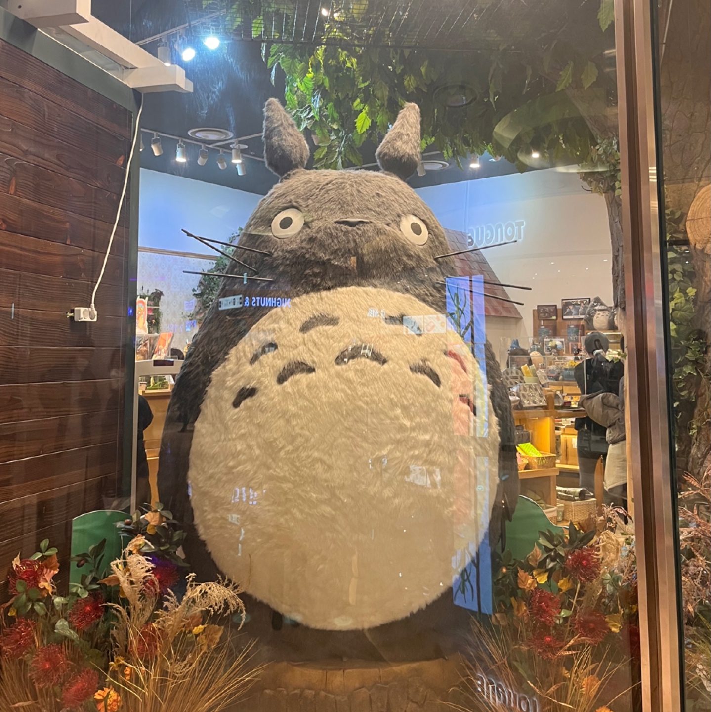 토토로❤️