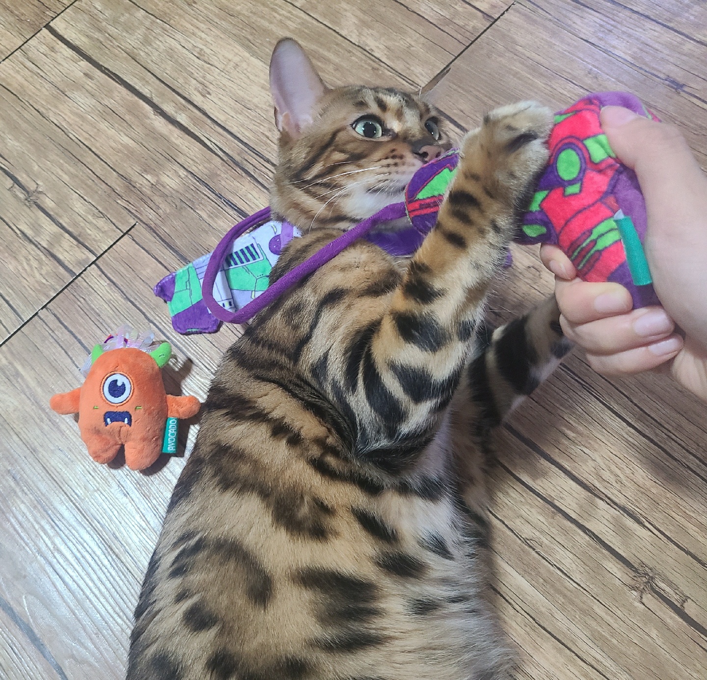 버즈고냥이