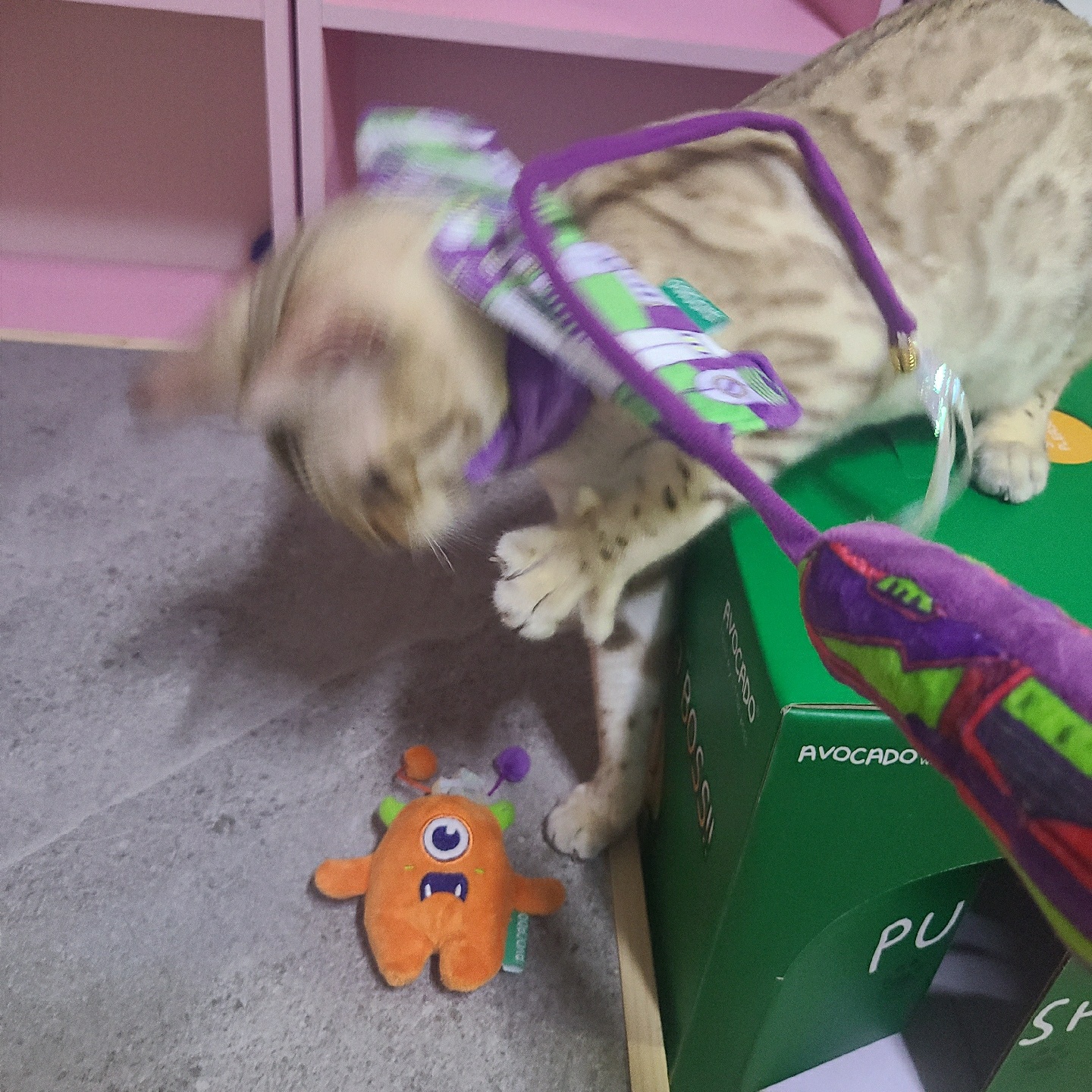 버즈고냥이