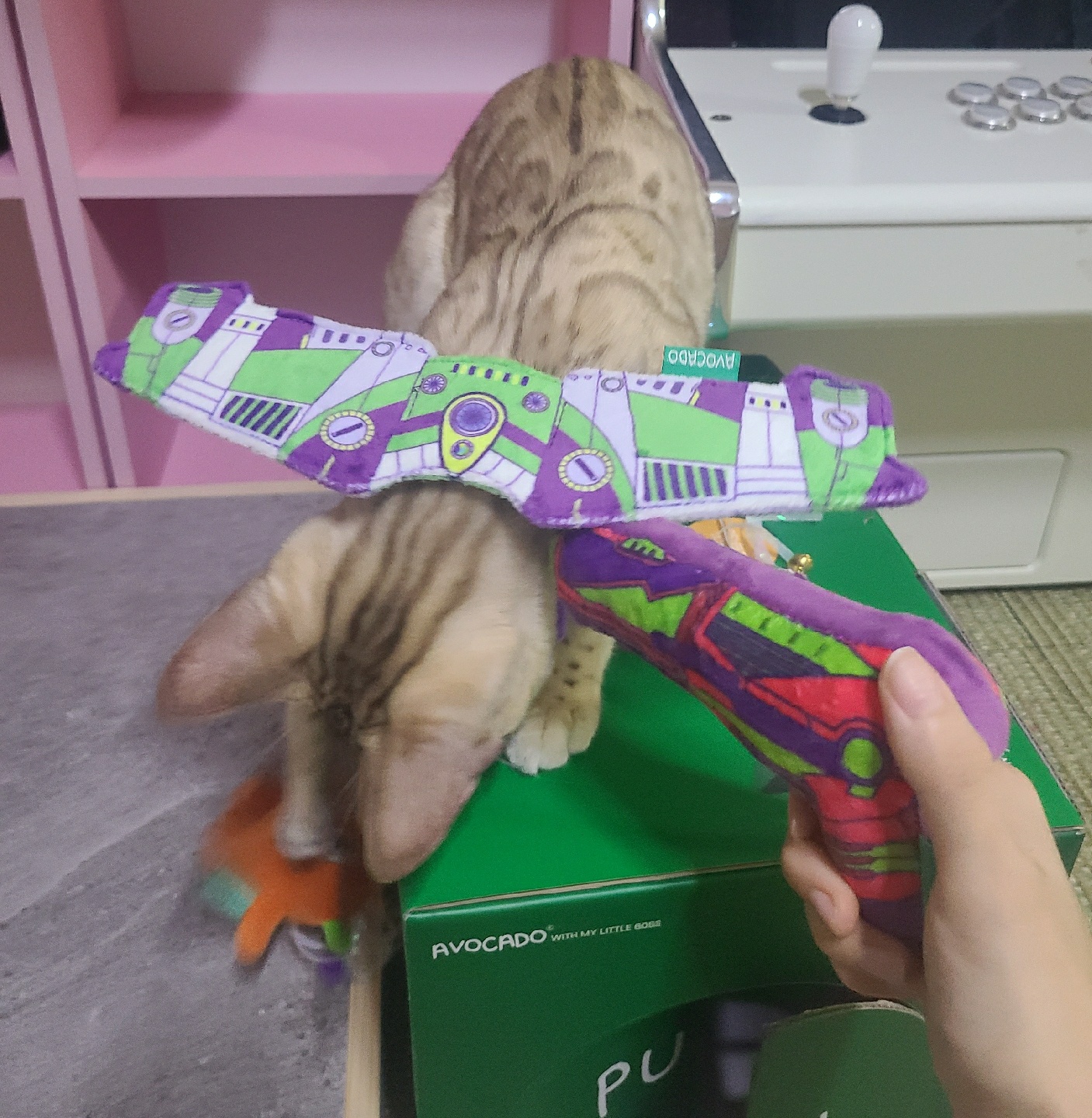 버즈고냥이