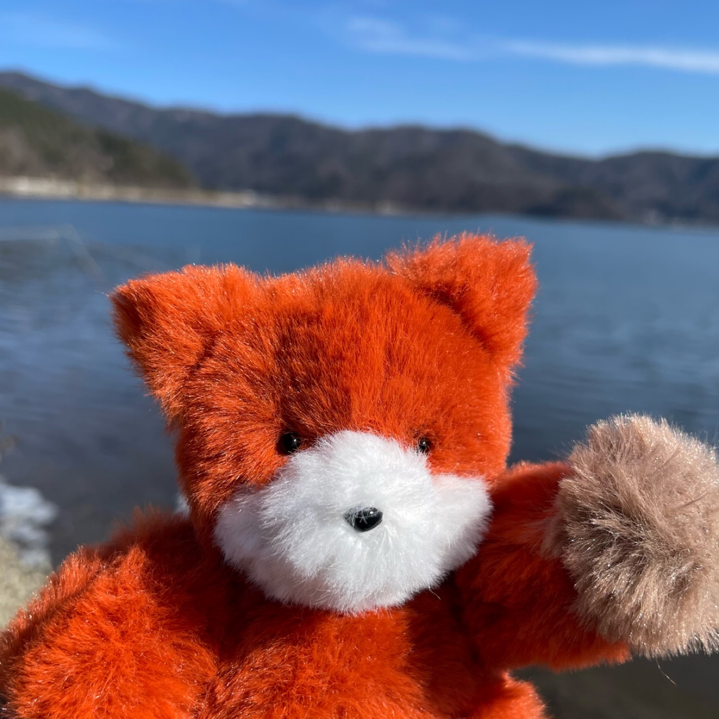 일광욕 중인 여우씨🦊