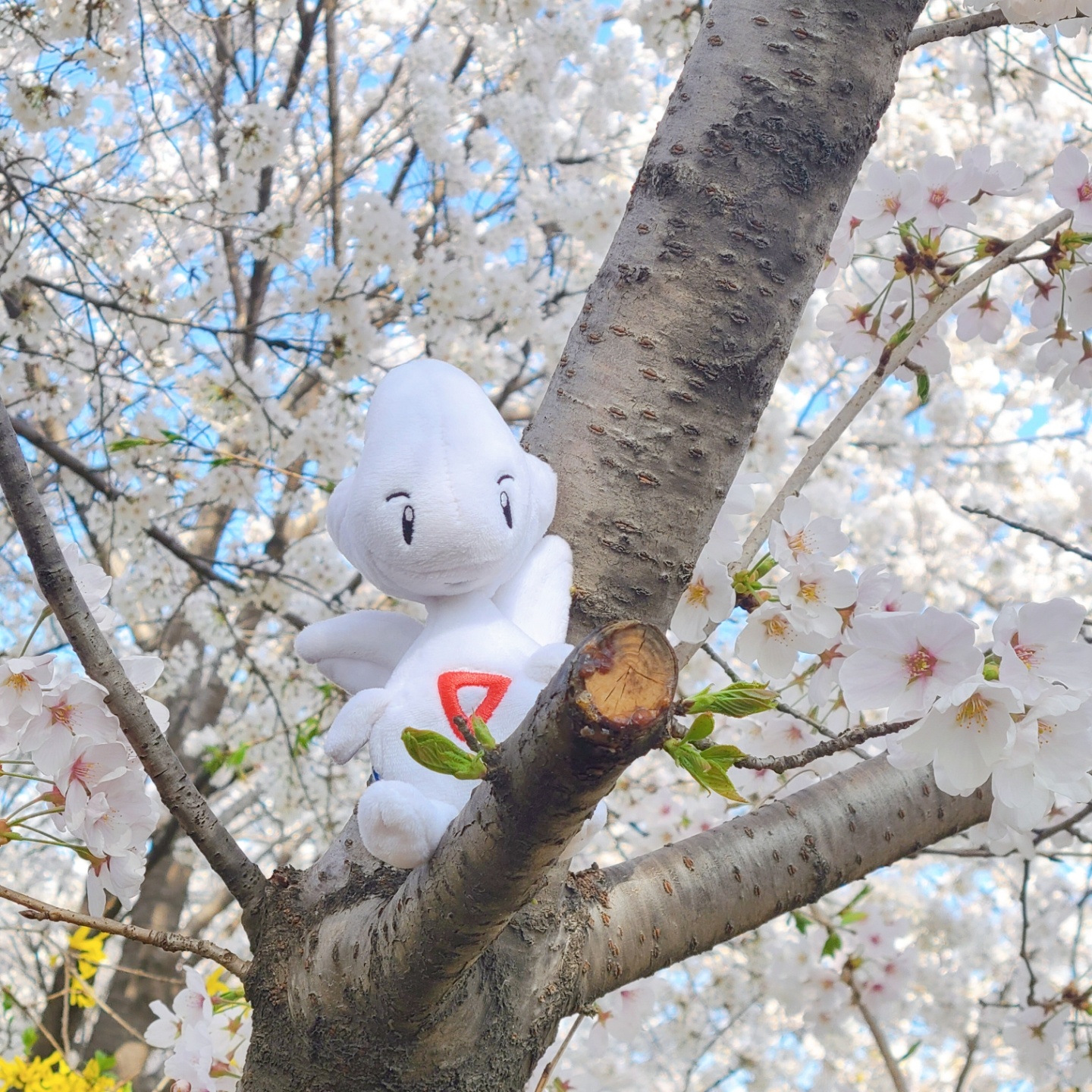 이번 주가 벚꽃 절정이에요 🌸✨️