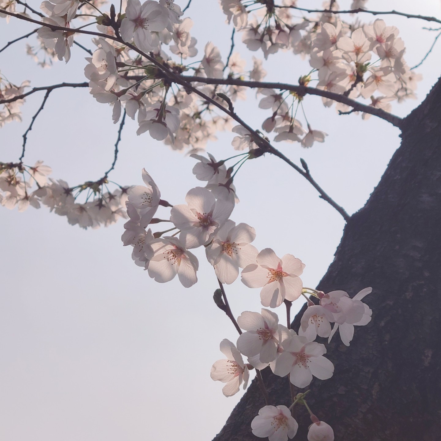 이번 주가 벚꽃 절정이에요 🌸✨️