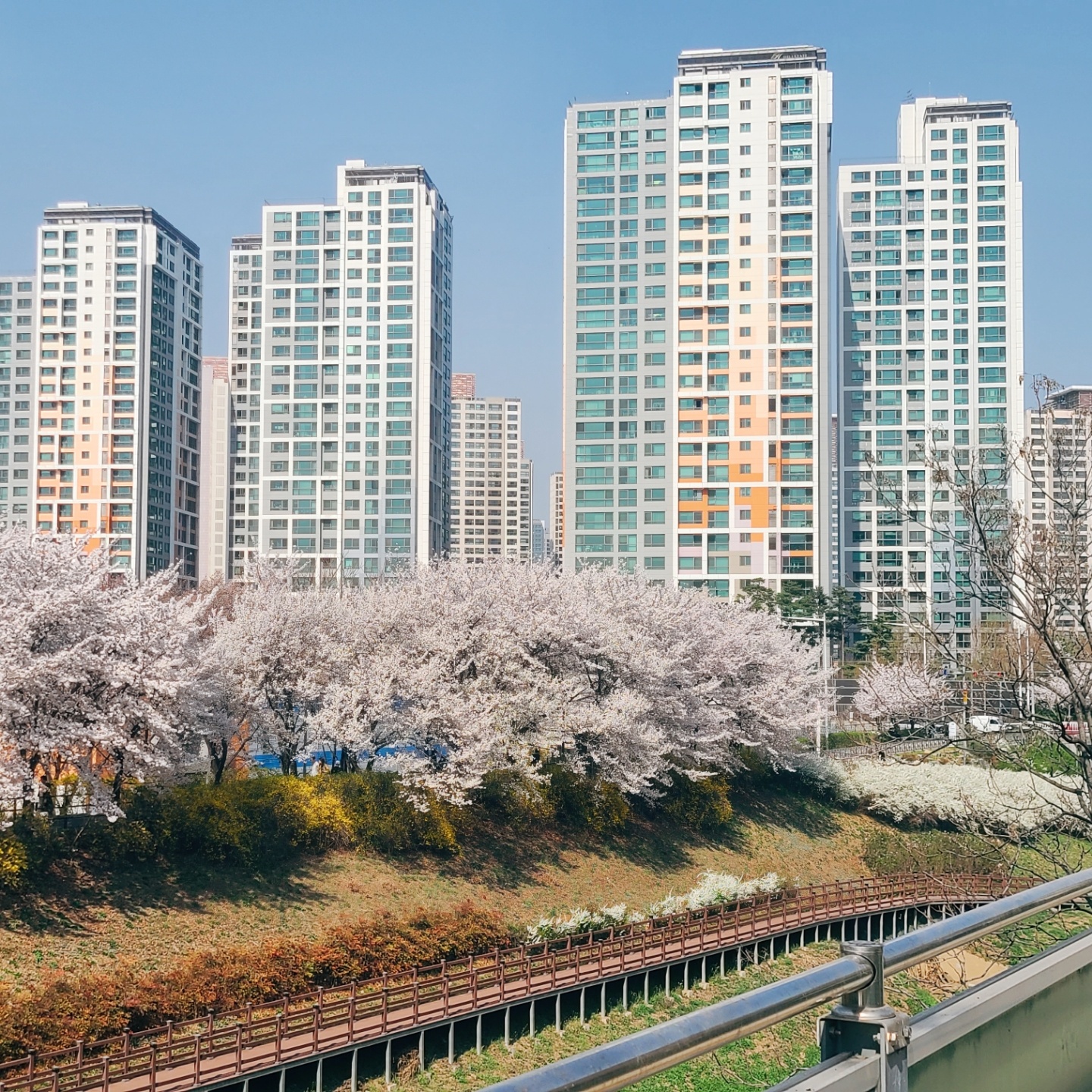 이번 주가 벚꽃 절정이에요 🌸✨️