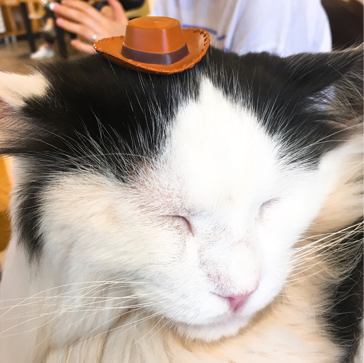 고양이정원