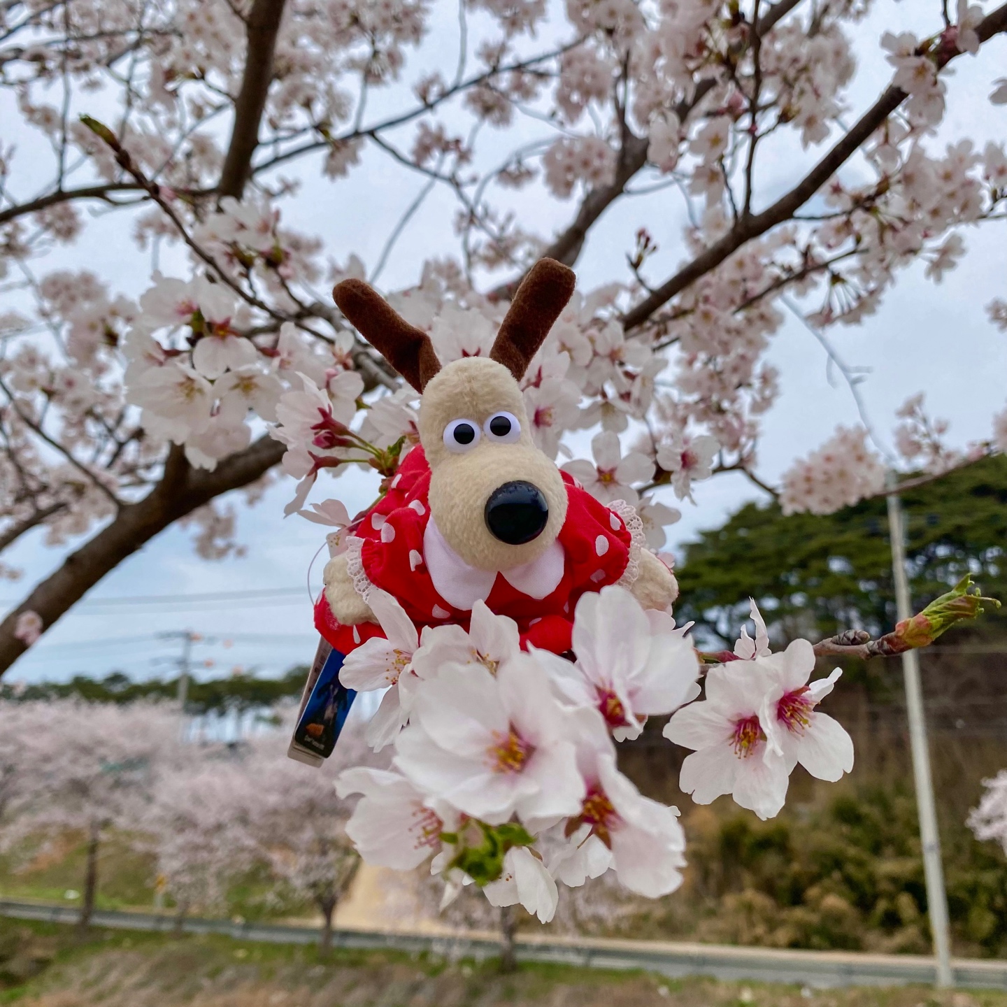 🌸