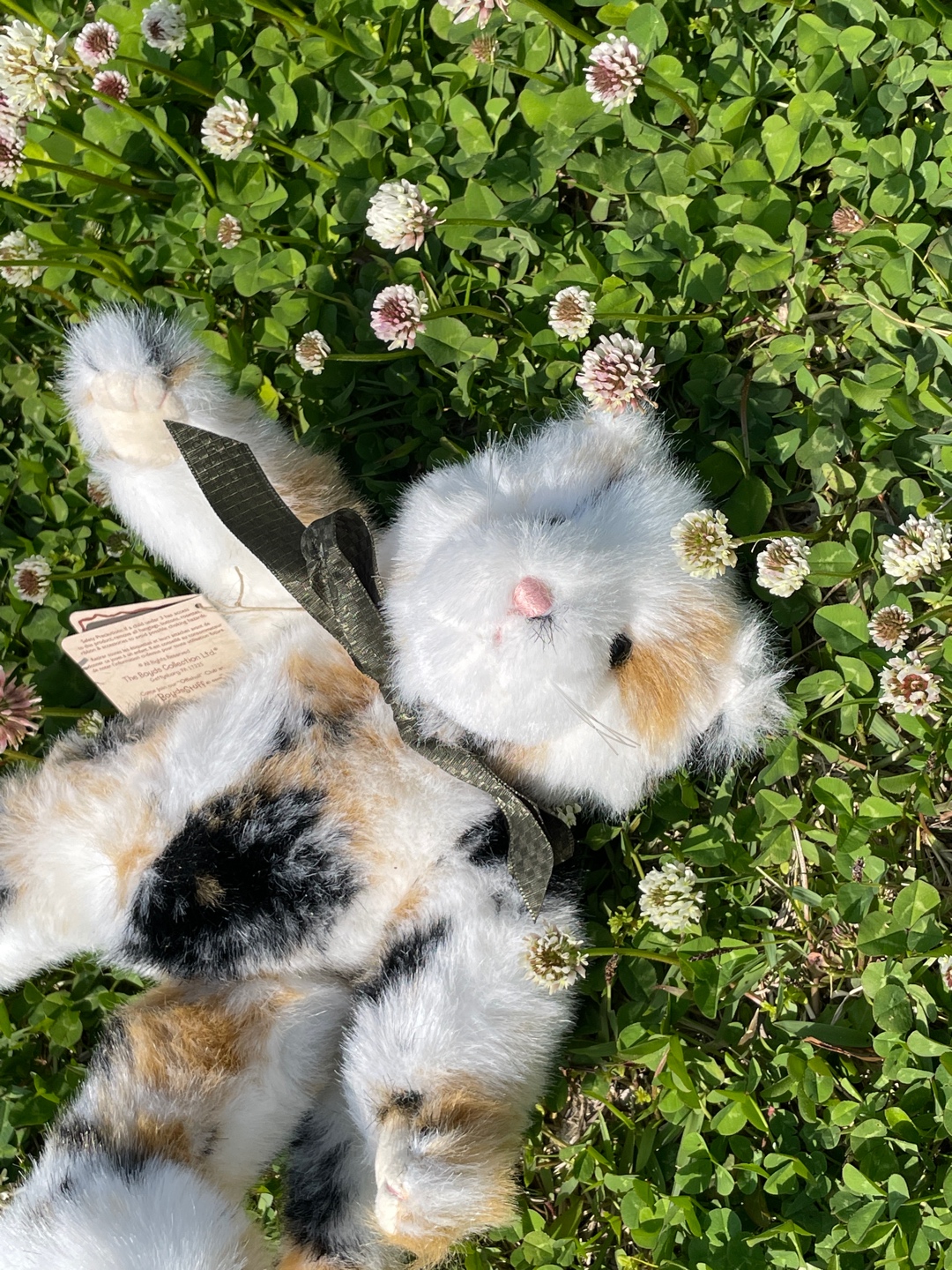복고냥이