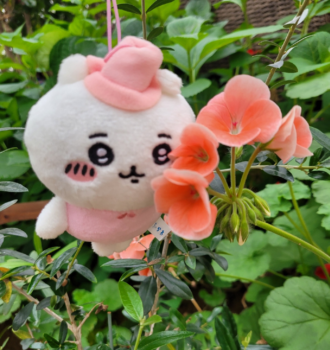 치이카와 🧚‍♀️