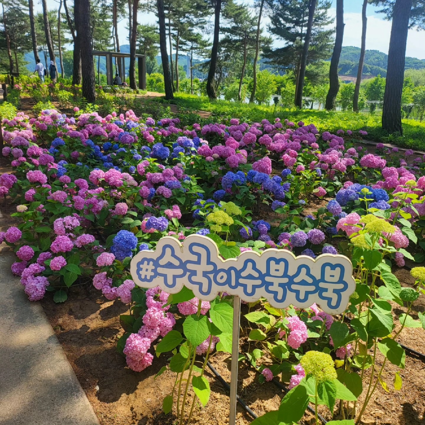 블루머돌