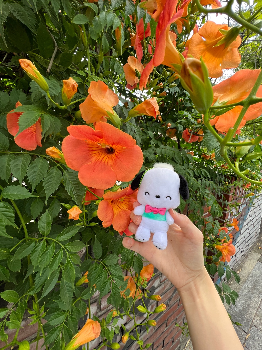포차코 & 능소화🧡