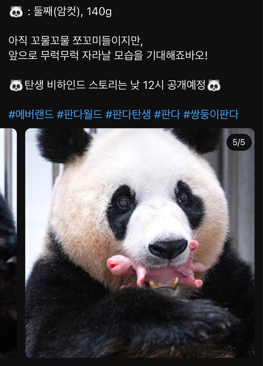 달마시안 영화필름