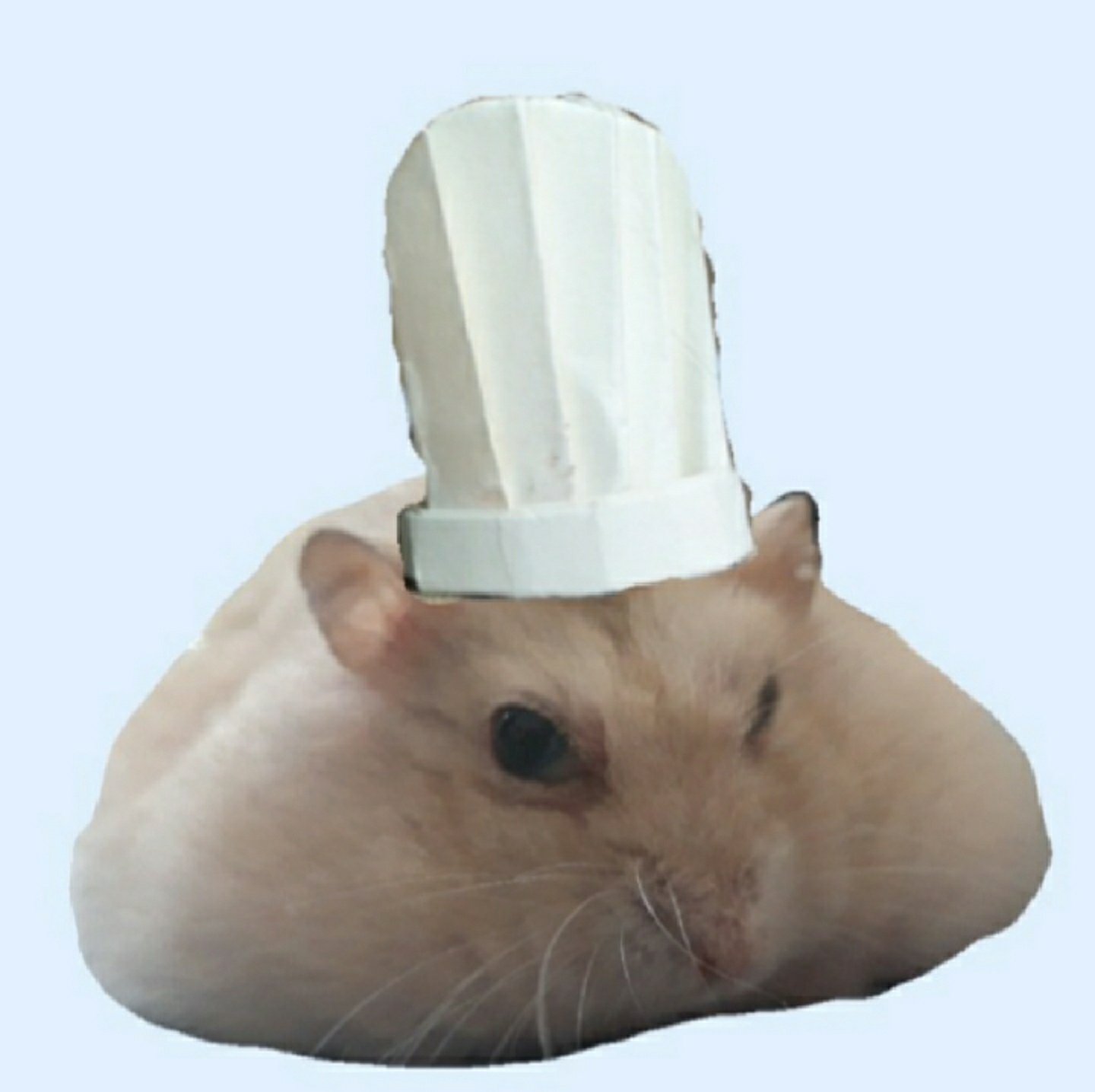 저희집에있는 라따뚜이에요🐹🥰