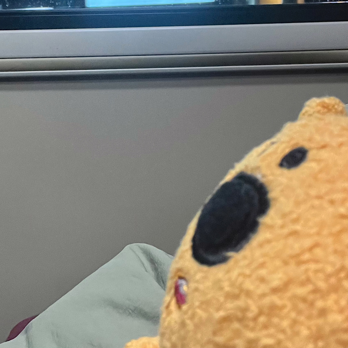 🤎출퇴근 친구 왕코카🐻