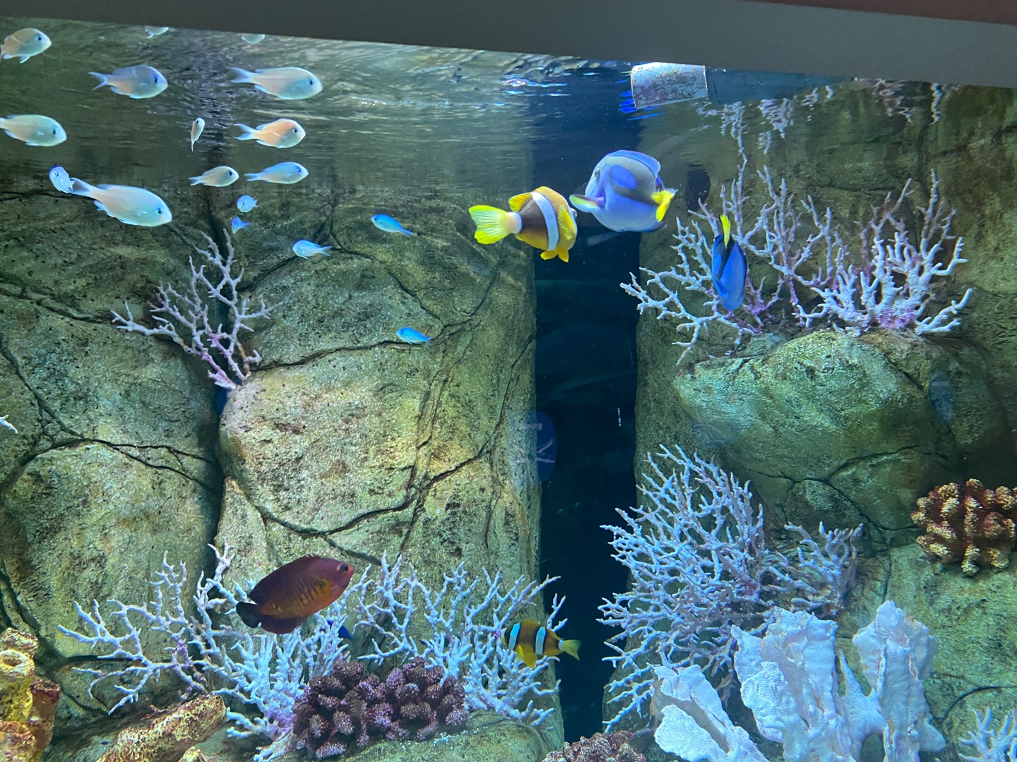 니모와 도리 실물
