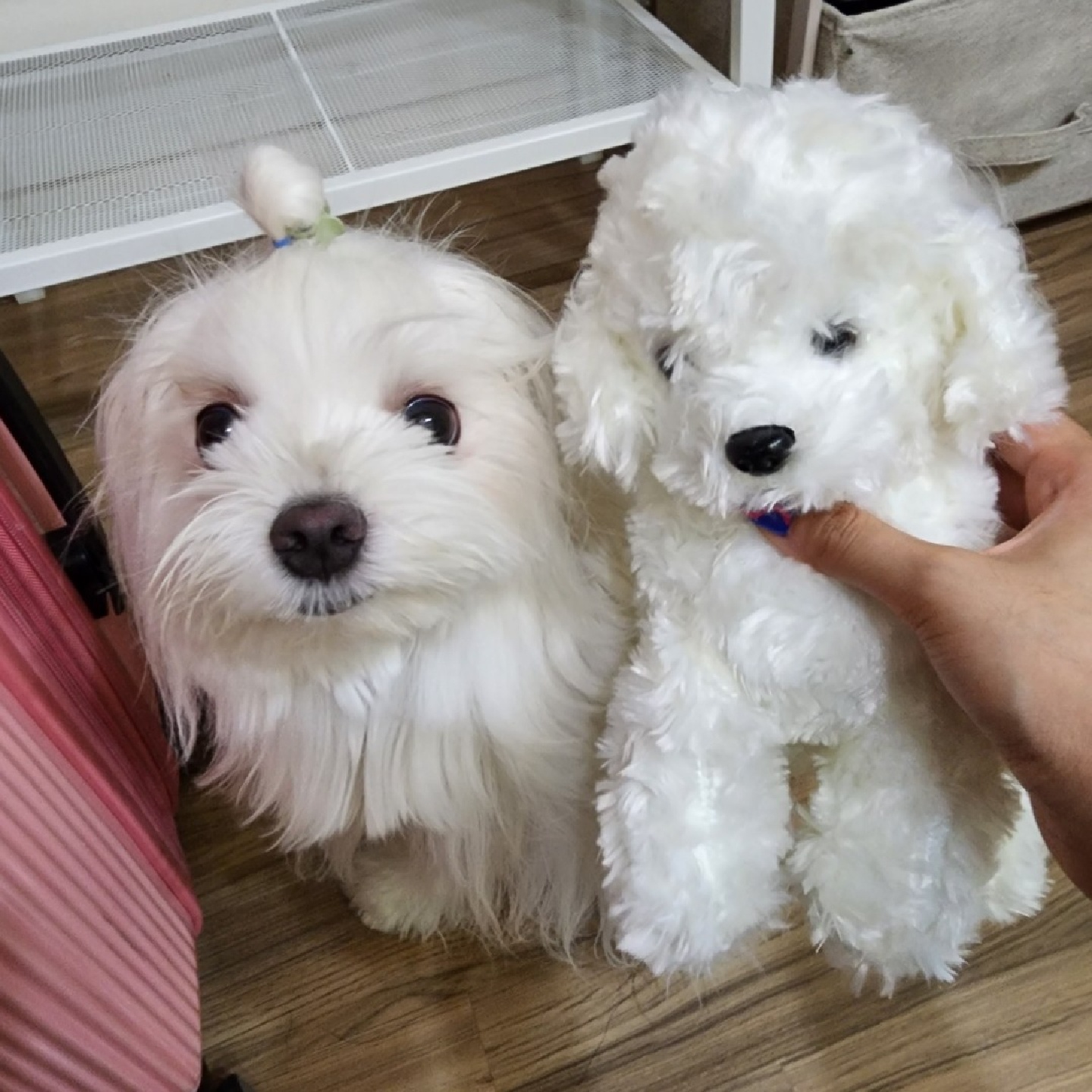 첫 강아지 인형